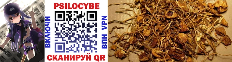 кракен ссылки Константиновск Галлюциногенные грибы Psilocybe